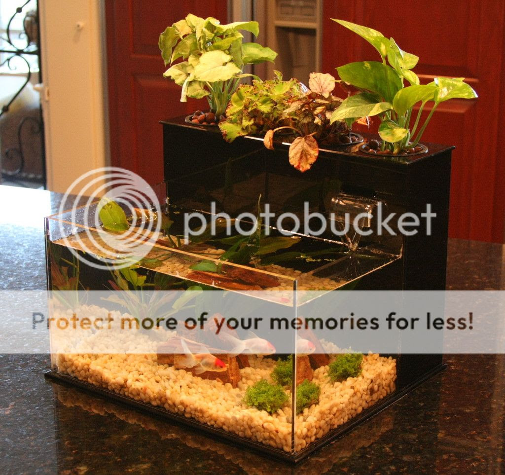 Fin to Flower Aquaponic Aquarium Midsize System B | eBay