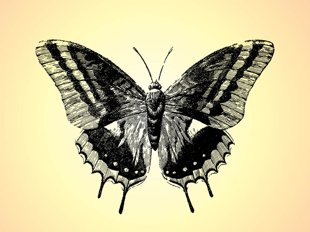 Download Retro Butterfly Drawing Vector Art & Graphics | freevector.com