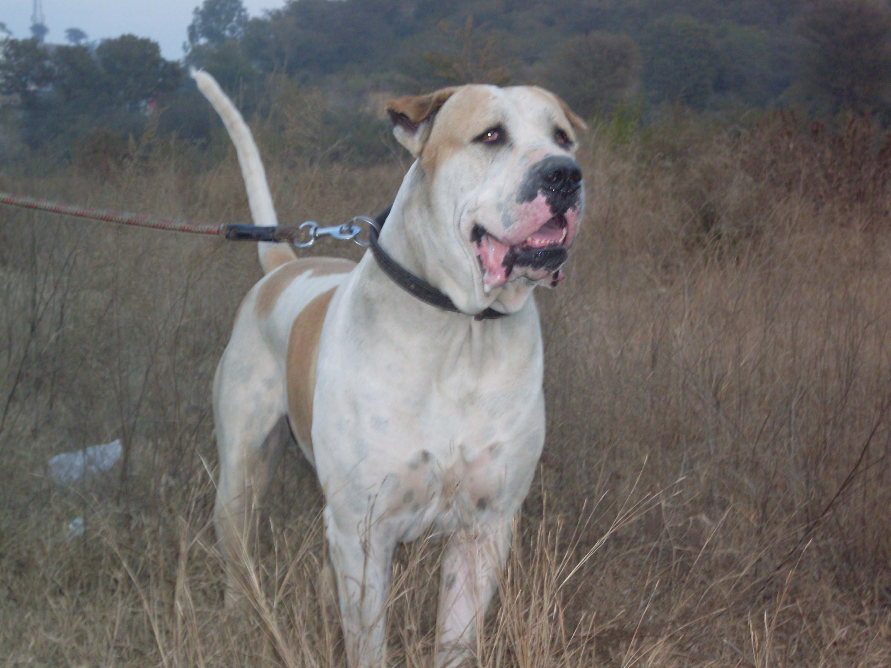 Kutta dog on a walk photo and wallpaper. Beautiful Bully Kutta dog 