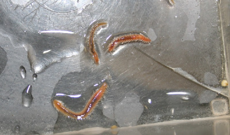 熱帯魚 海水魚 サンゴ 水草 爬虫類 小動物 見た目は