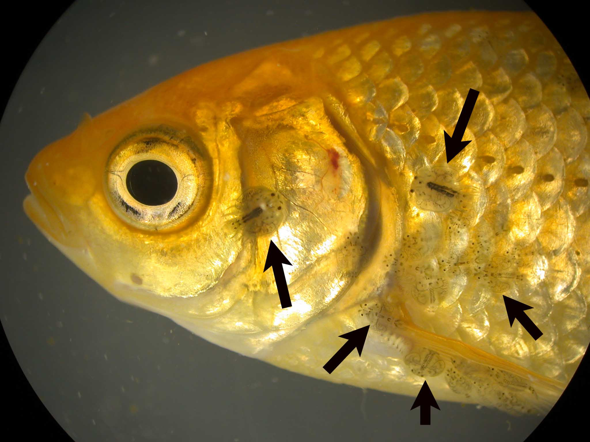 病原体名 Argulus Japonicus チョウ 分類学 節足動物門 顎脚綱 鰓尾目 宿主名 コイ Cyprinus Carpio キンギョ Carassius Auratus 病名 チョウ症 寄生部位 体表 肉眼所見 体表に 大きさ1 Cm弱の虫体が観察される 写真1 寄生部位には炎症