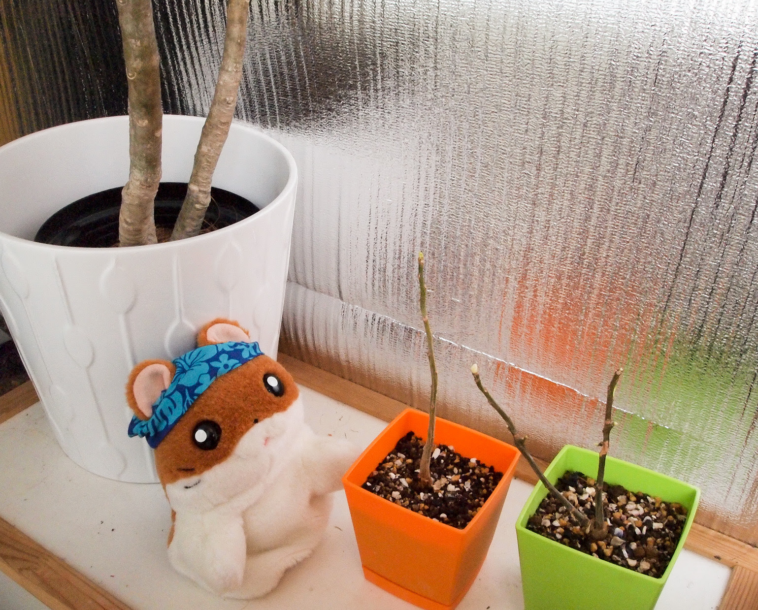 今年もバオバブの木を種から育ててみせまちゅよ Kobiのシークレットガーデン 観葉植物 多肉植物の育て方