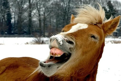 pictures of really ugly animals. These animals are not really
