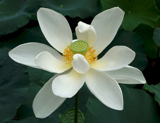 white lotus