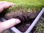 苔の殖やし方 移植法