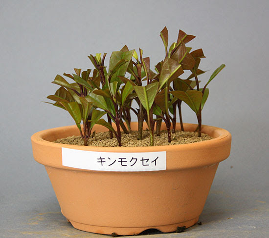 キンモクセイ 挿し木 群境介と幸子の小さな盆栽ブログ
