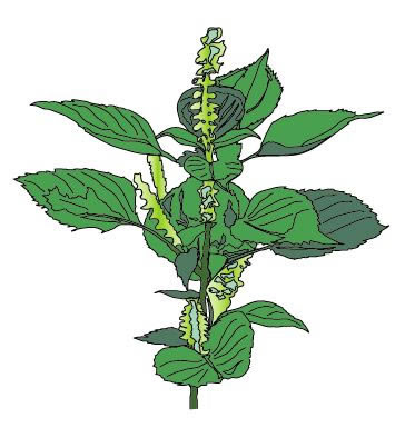 植物のイラストを作ってみる Illustratorの使い方
