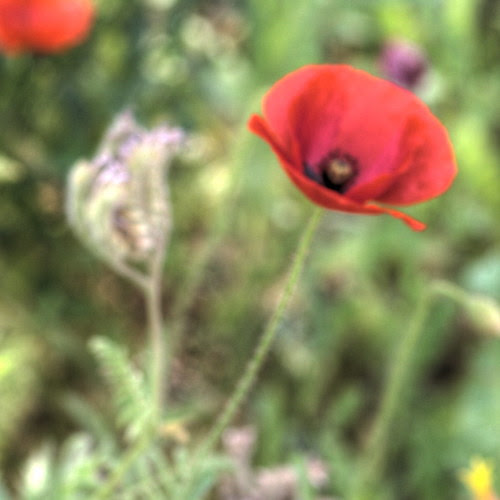 stock flowers pictures