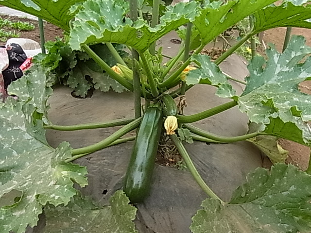 ズッキーニの立体栽培 今年はこの形で にこにこ菜園日記
