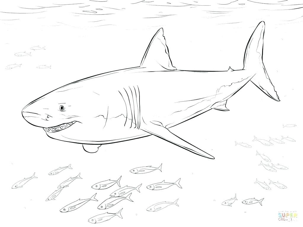 Whale Shark Coloring Page at GetDrawings | Free download