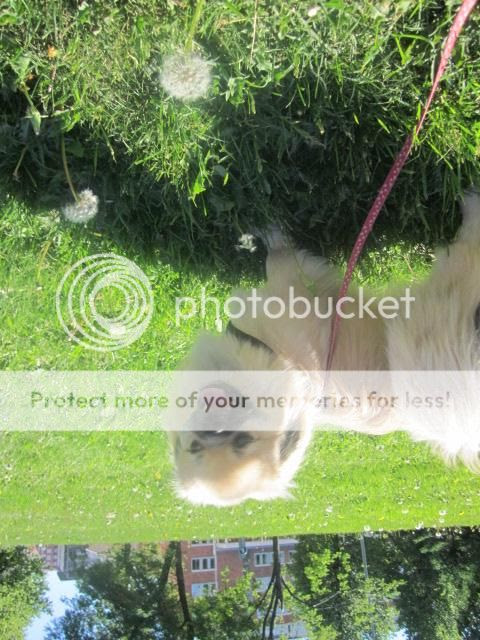  photo IMG_5580_zps15e10ec8.jpg