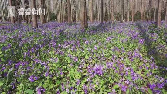 花博会南园布展进入冲刺阶段百亩花海盛开在即 新浪上海 新浪网