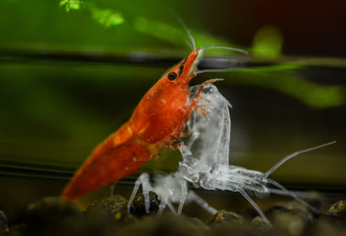ミナミヌマエビの体色について 脱皮したら赤くなる 熱帯魚 淡水魚 海水魚の図鑑