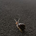 149. Snail Climb