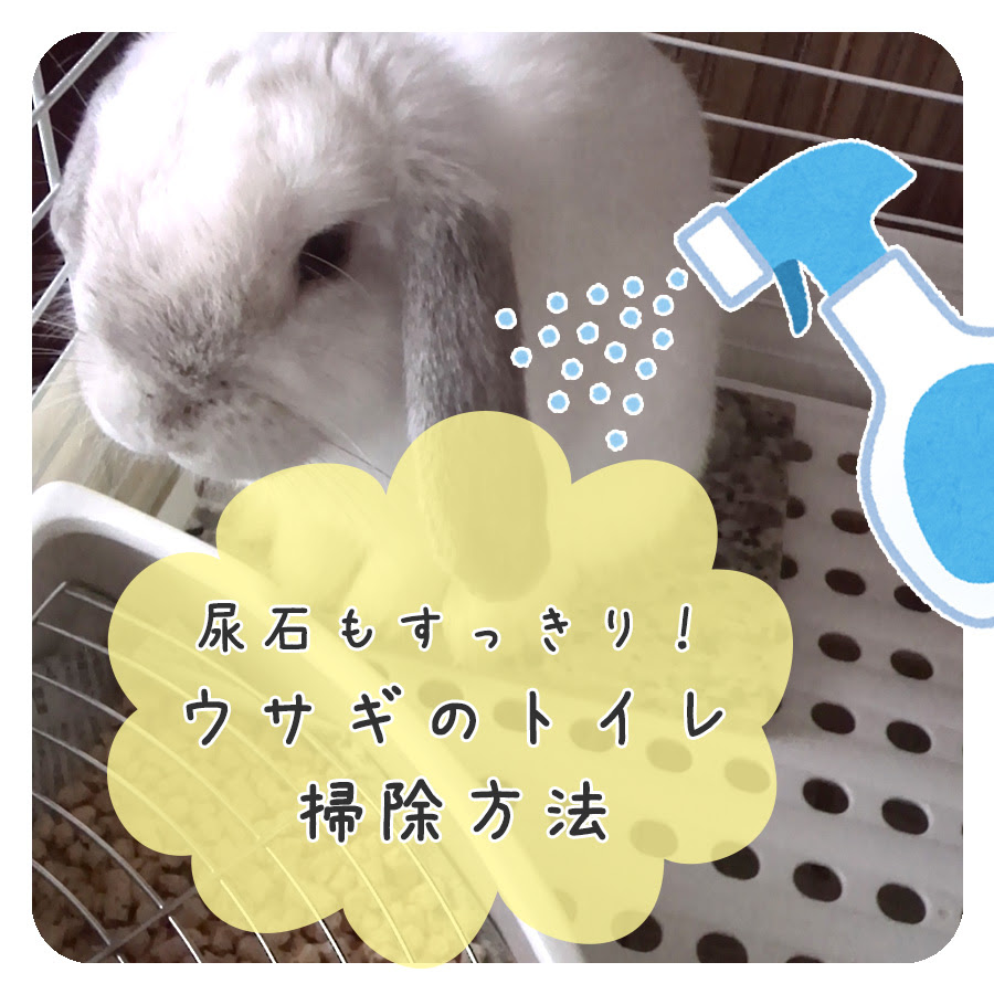 ウサギのトイレに尿石が クエン酸を使った掃除方法でピカピカにしよう