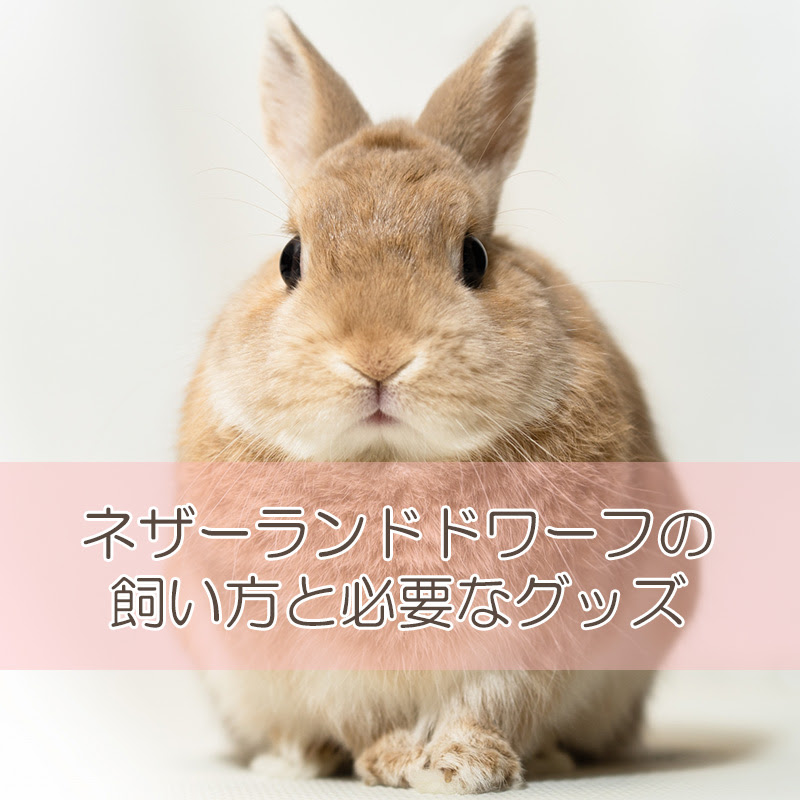 初心者必見 ネザーランドドワーフの飼い方と必要なグッズを紹介