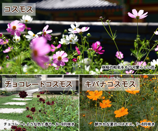 植木鉢で育てたい 秋の花10選 しっとりとした空気を吹き込む草花たち 植木鉢ナビ