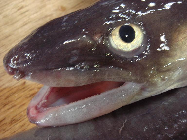 迷惑魚 の資源生態