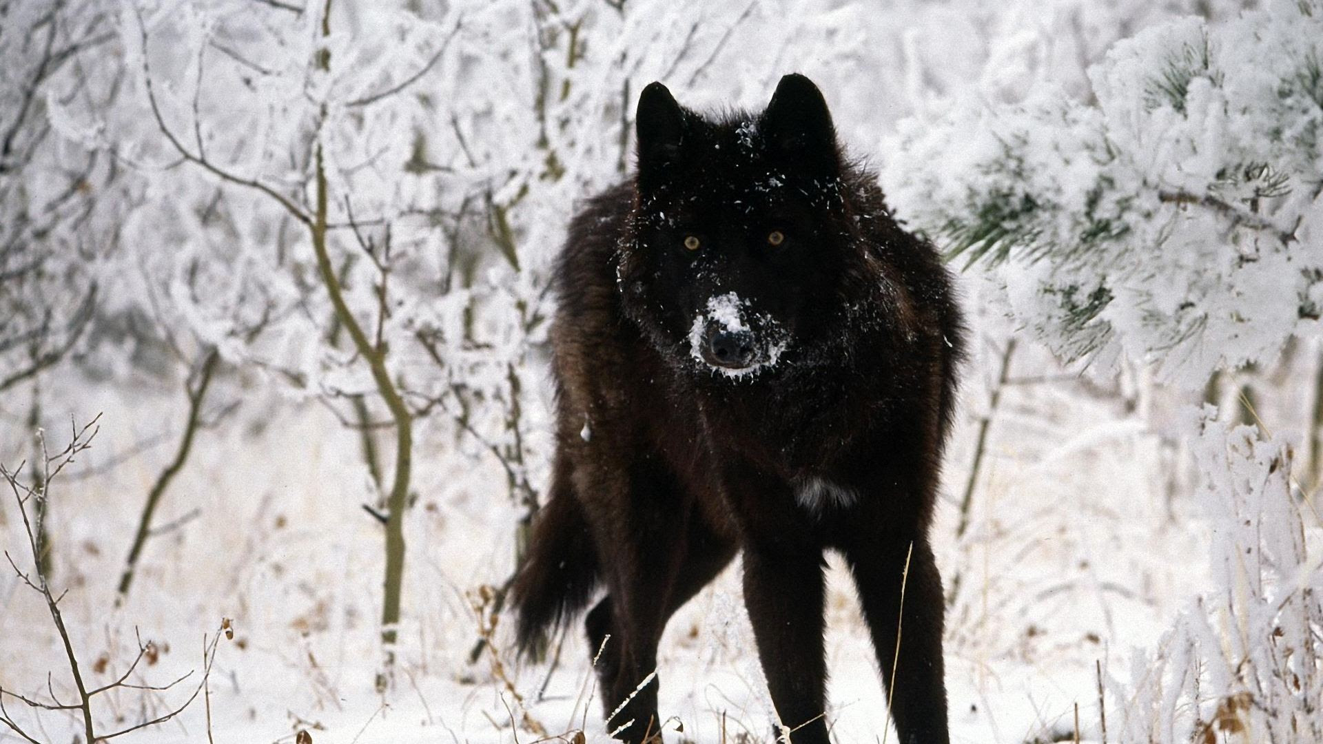 Wolf HD Desktop Wallpapers | PixelsTalk.Net
