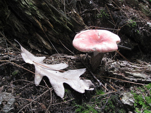 fungus2