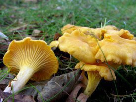 Zizahoris