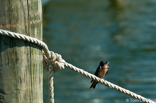 20100704_TD23115.jpg