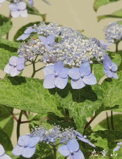 梅雨空を彩る注目の園芸品種 山アジサイ ベスト２５