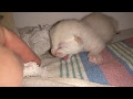 √ 1000 ou plus bébé chat siamois 205610-Bébé chat siamois prix