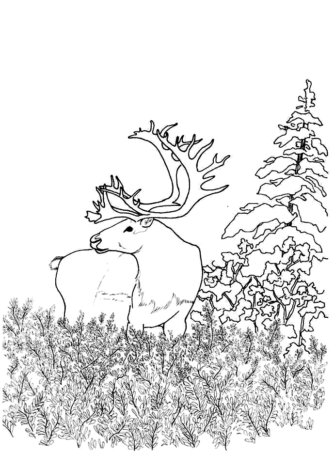 Download Woodland Animals Coloring Pages - Coloring Home