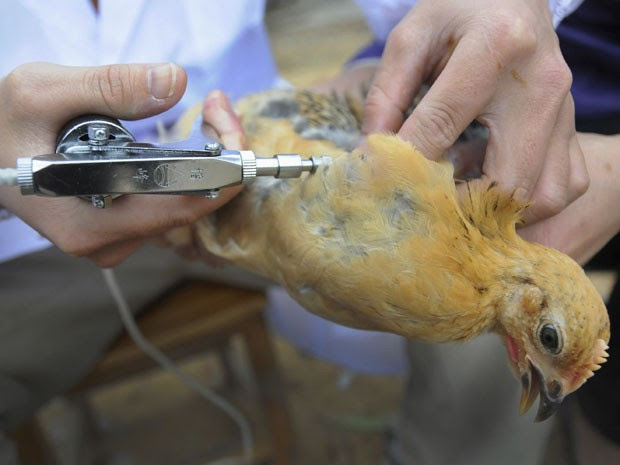 Autoridades chinesas examinam aves para estudar vírus H7N9 (Foto: Reuters/China Daily)