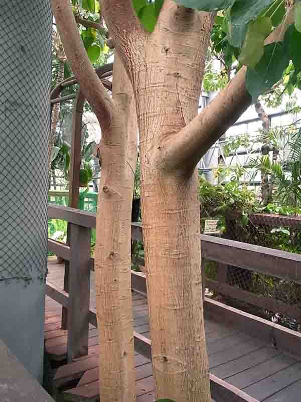インドボダイジュ フィカス レリギオサ ｰficus Religiosaｰ