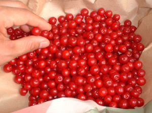 ユスラウメって何