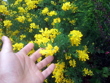園芸ブログ 岐阜の観葉植物レンタル 岐阜のグリーンレンタル 販売 片桐園芸