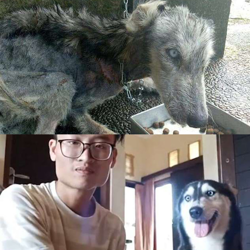 ガイコツのように痩せ細ったワンちゃん 10ヶ月後 犬に変身した驚きの姿がこちら