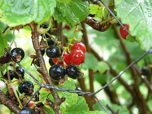cassis et groseilles.jpg