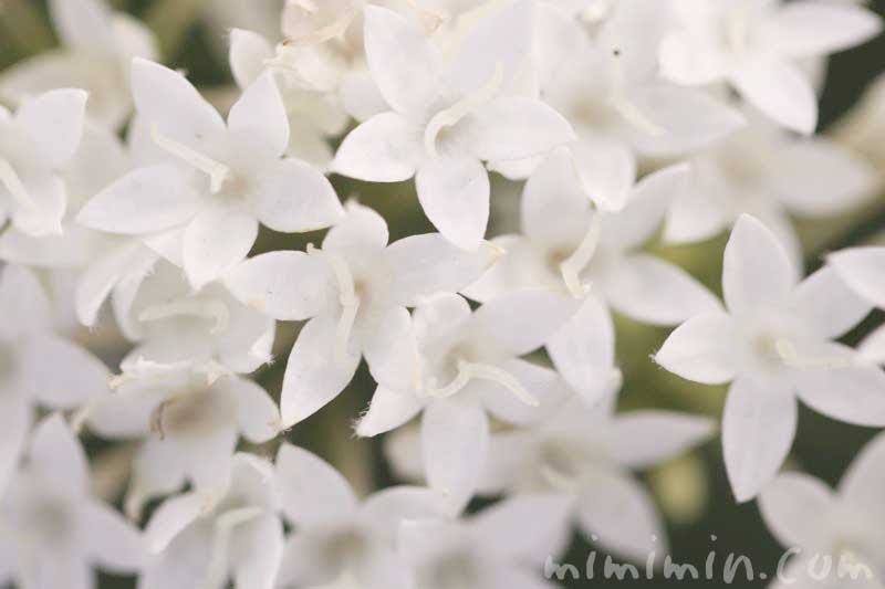 ペンタスの花言葉 名前の由来 白いペンタスの花の写真 みみみんブログ