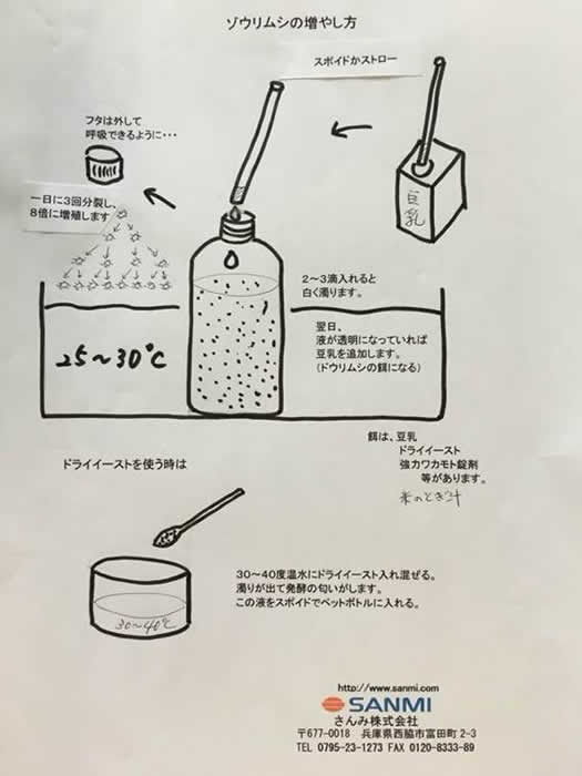 ゾウリムシ