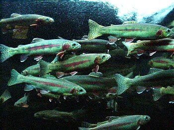 English: Golden Trout at Sea World Français : ...