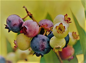 Blueberry
