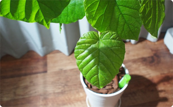 ハートの形が可愛いくてオシャレな観葉植物ウンベラータを育ててみた 主役は水草