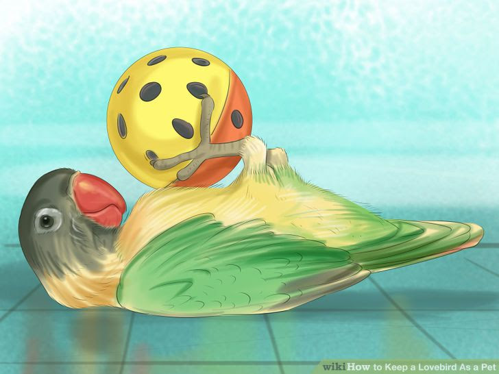 Keep a Lovebird As a Pet Step 21.jpg