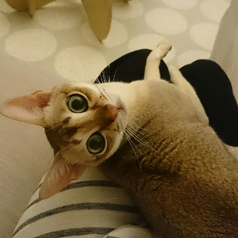 膝の上で寝る猫を作るには 膝に乗る理由と乗らない理由を大解説