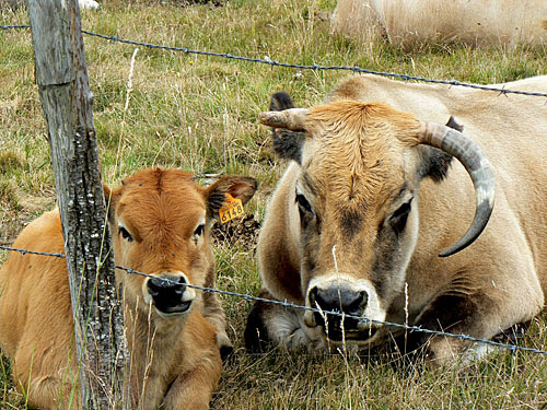 vache et son veau.jpg