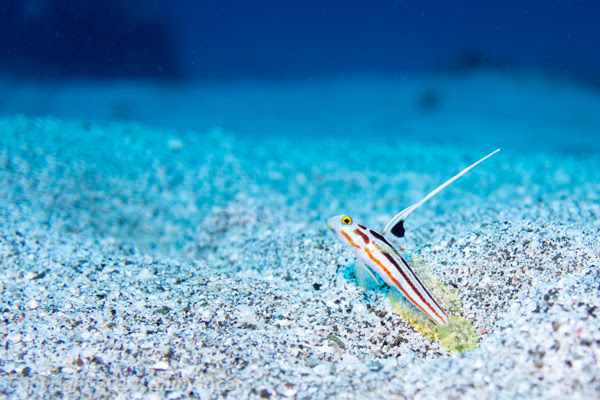 Fish Guide For Divers Shiny Ace