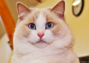 Ragdoll cats