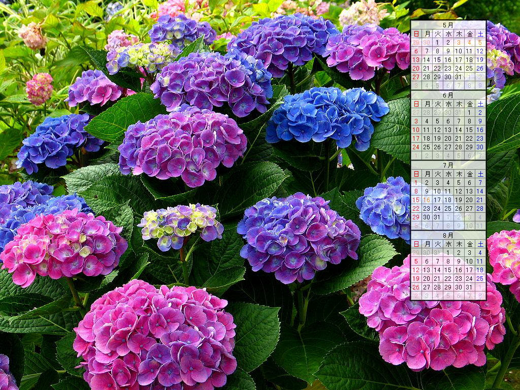 壁紙 紫陽花 アジサイ の花 07年無料壁紙カレンダー 07年5月 07年8月 ぶらり兵庫 ぶらり神戸 神戸の観光情報とイベント情報 楽天ブログ