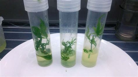 Even the greenest looking fields can suffer from unseen nutrient deficiencies that prevent crops from reaching their full potential, says . Cannabis Tissue Culture: Grow Plants in a Test Tube | Grow