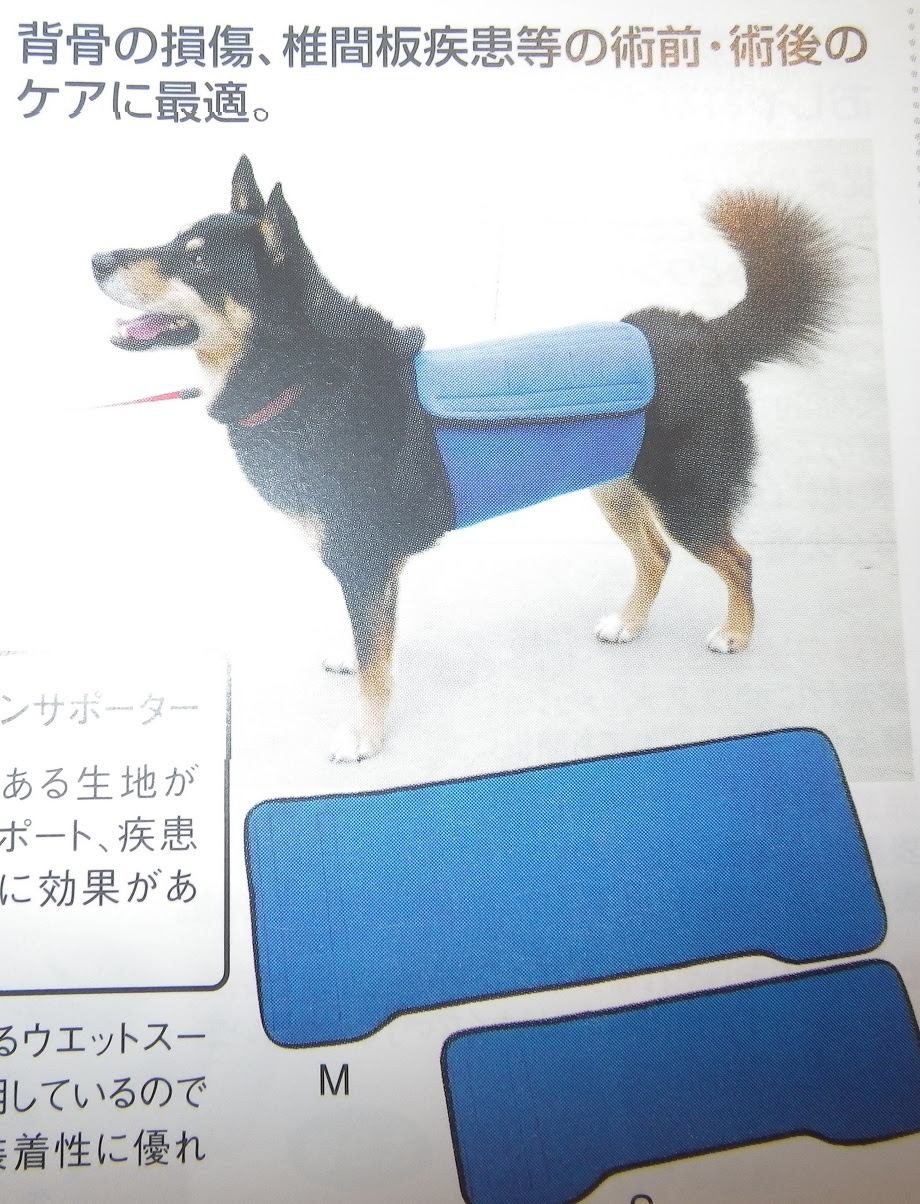 わんちゃん専用コルセット 神奈川県横須賀市よこすか犬と猫の病院のゆかいなスタッフ達のブログです