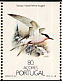 Roseate Tern Sterna dougallii