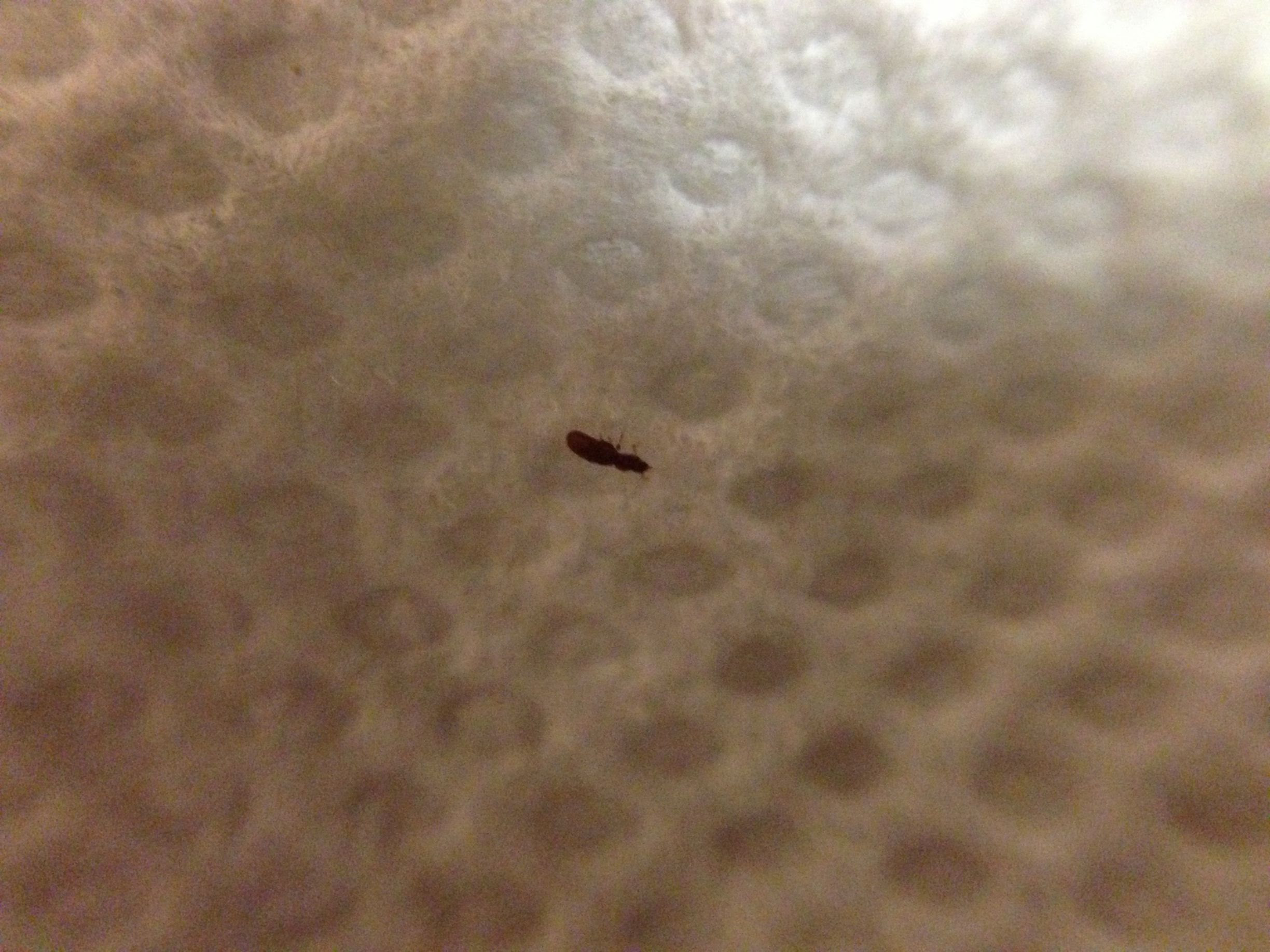 Baby Bed Bug Bites Pic is of a baby bedbug?